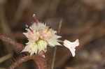 Trailing arbutus